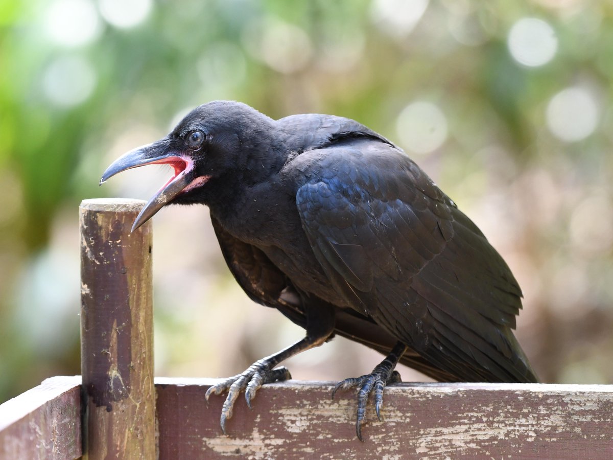 #72:
          Young Jungle Crow, Okinawa.
          f/ at mm - Shutter Speed: - ISO: